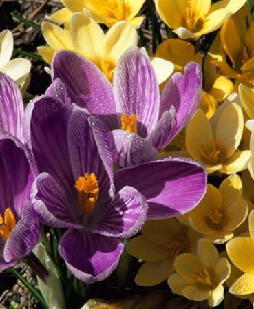 Spring flowers on a healthy lawn